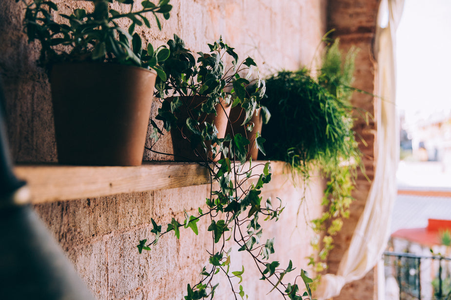 Clay Plant Pot